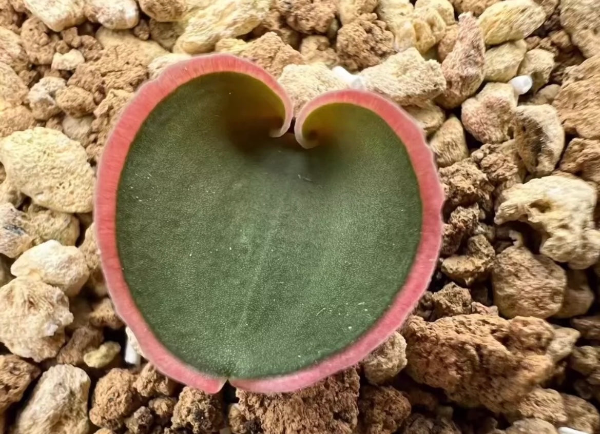 Bulb - Eriospermum Capense ssp. - Red edge - Most with Leaf / over 2-3 yrs / 2 - 3.5cm / RANDOMLY PICKED