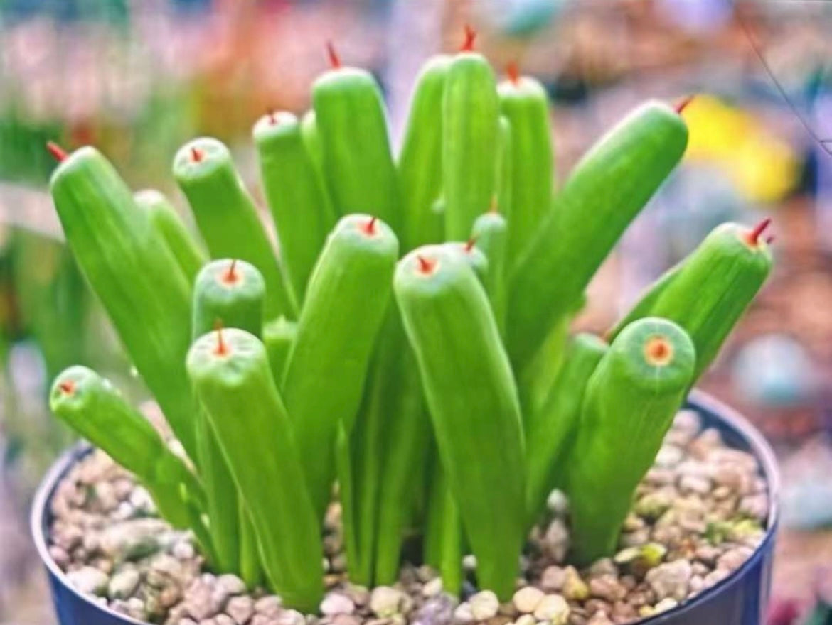 Bulb - Micranthus Tubulosus / Iridaceae / Dormancy Right Now / over 1-2 yrs / 1.1-2cm /RANDOMLY PICKED