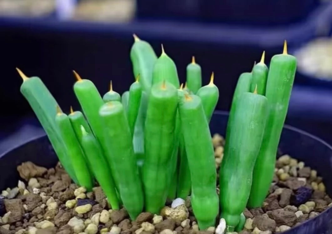 Bulb - Micranthus Tubulosus / Iridaceae / Dormancy Right Now / over 1-2 yrs / 1.1-2cm /RANDOMLY PICKED