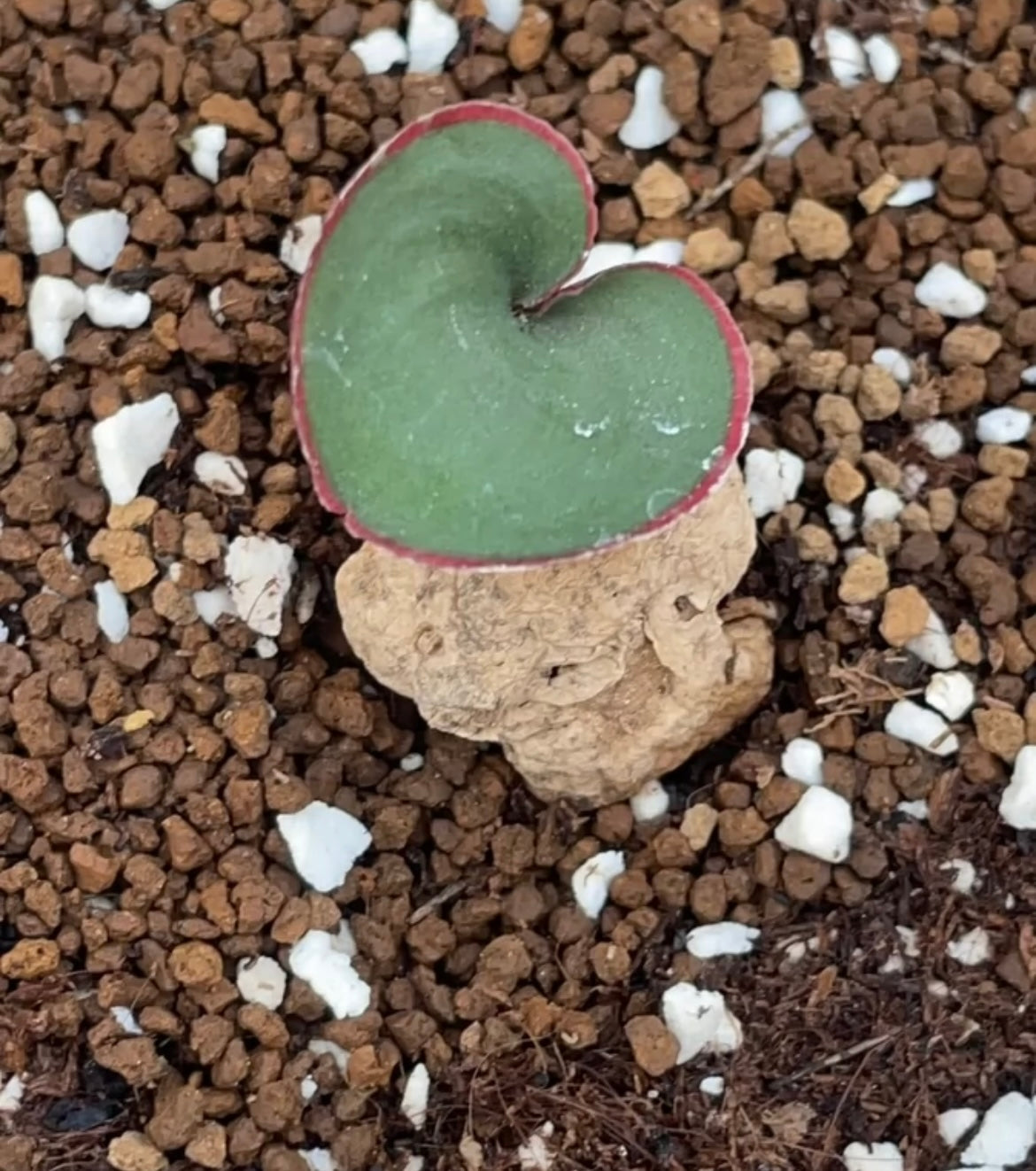 Bulb - Eriospermum Capense ssp. - Red edge - Most with Leaf / over 2-3 yrs / 2 - 3.5cm / RANDOMLY PICKED