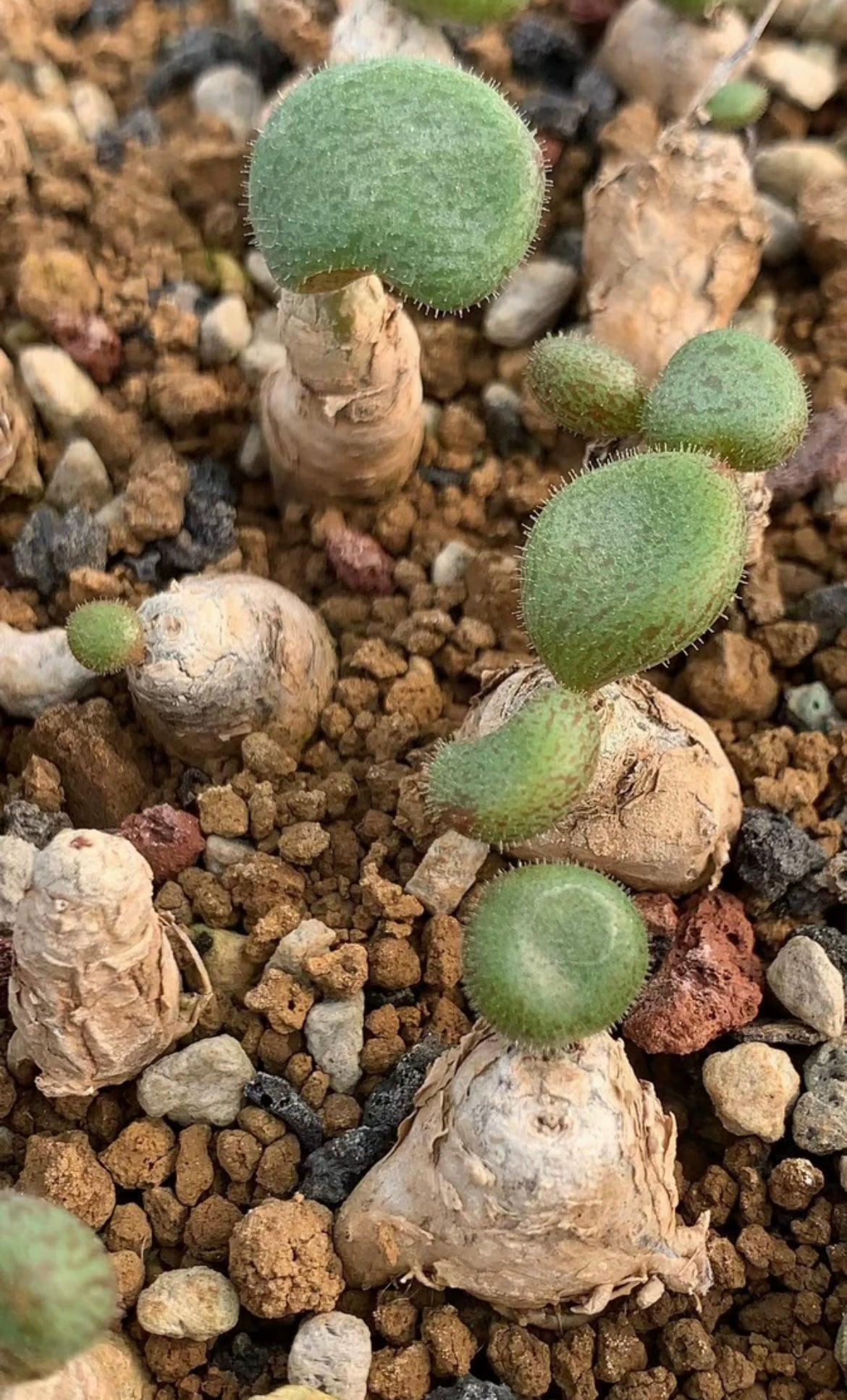 Tylecodon Nolteei Bulb - Most with Leaf / over 2-3 yrs / 0.6-1.2cm / RANDOMLY PICKED