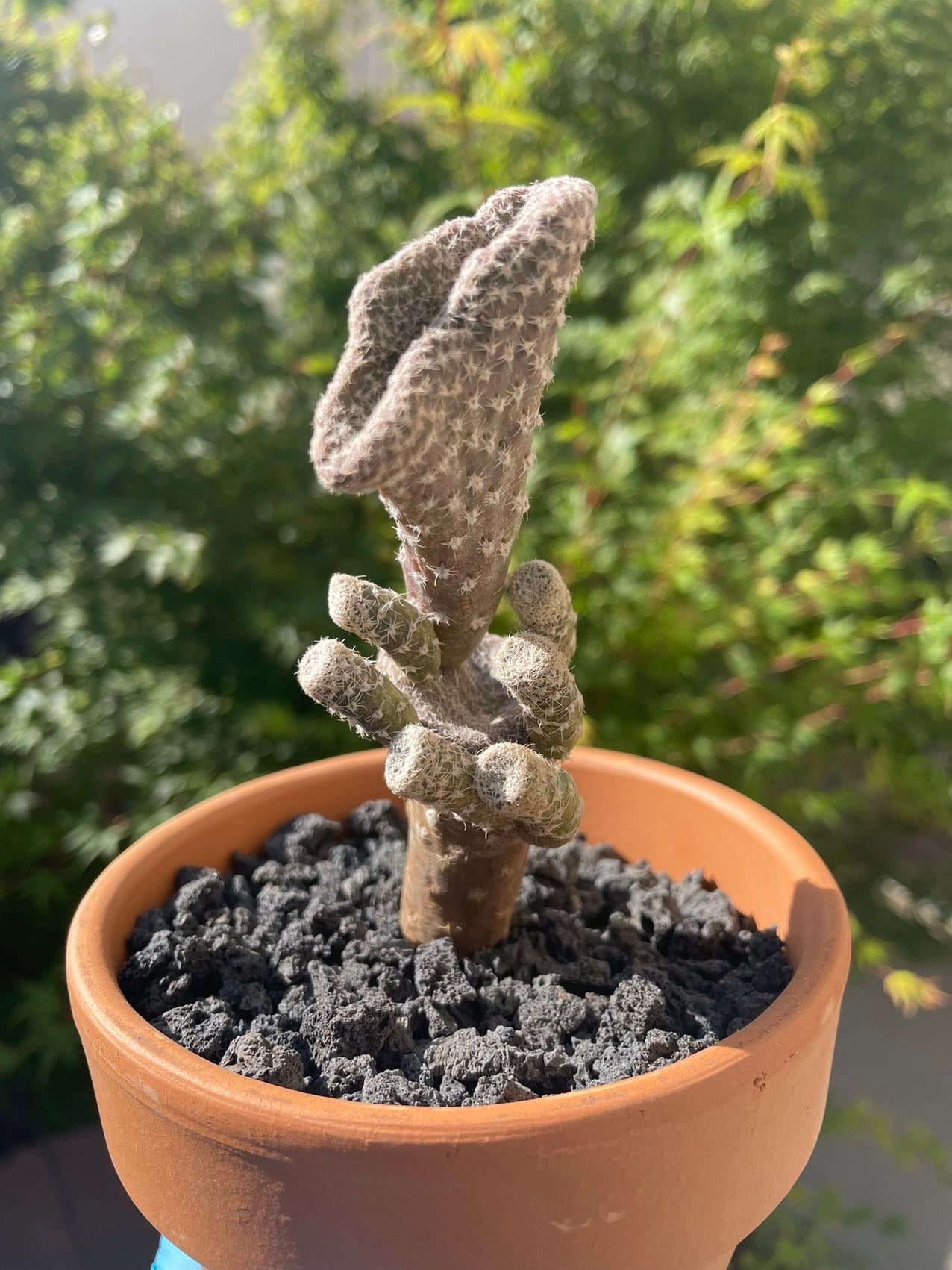 Puna Clavaroides "Maihueniopsis" / Large over 4-5 yrs / RANDOMLY PICKED