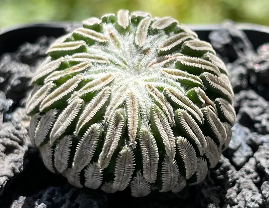 Pelecyphora Aselliformis / 0ver 3-6 yrs / 0.3-2.7cm / RANDOMLY PICKED