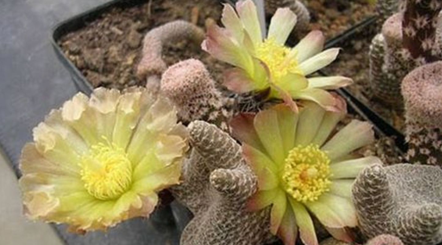 Puna Clavaroides "Maihueniopsis" / Large over 4-5 yrs / RANDOMLY PICKED