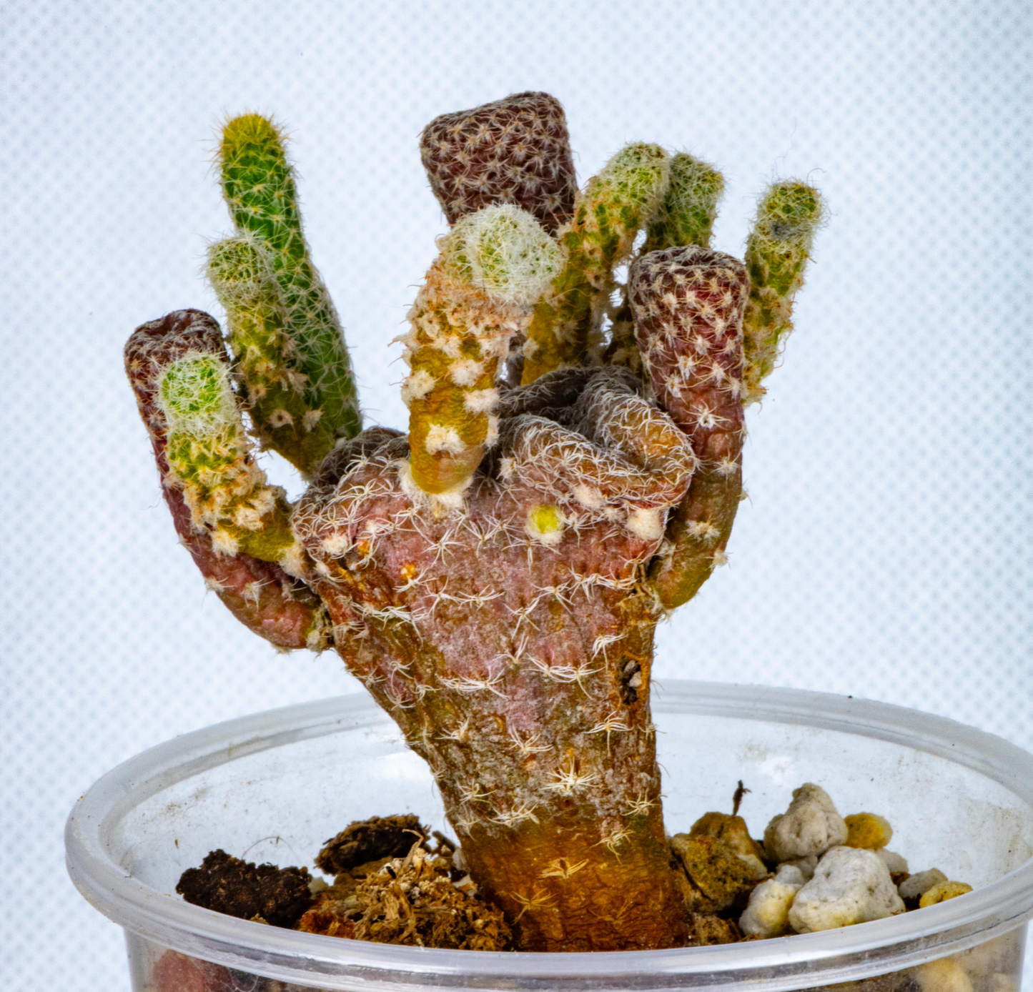 Puna Clavaroides "Maihueniopsis" / Large over 4-5 yrs / RANDOMLY PICKED