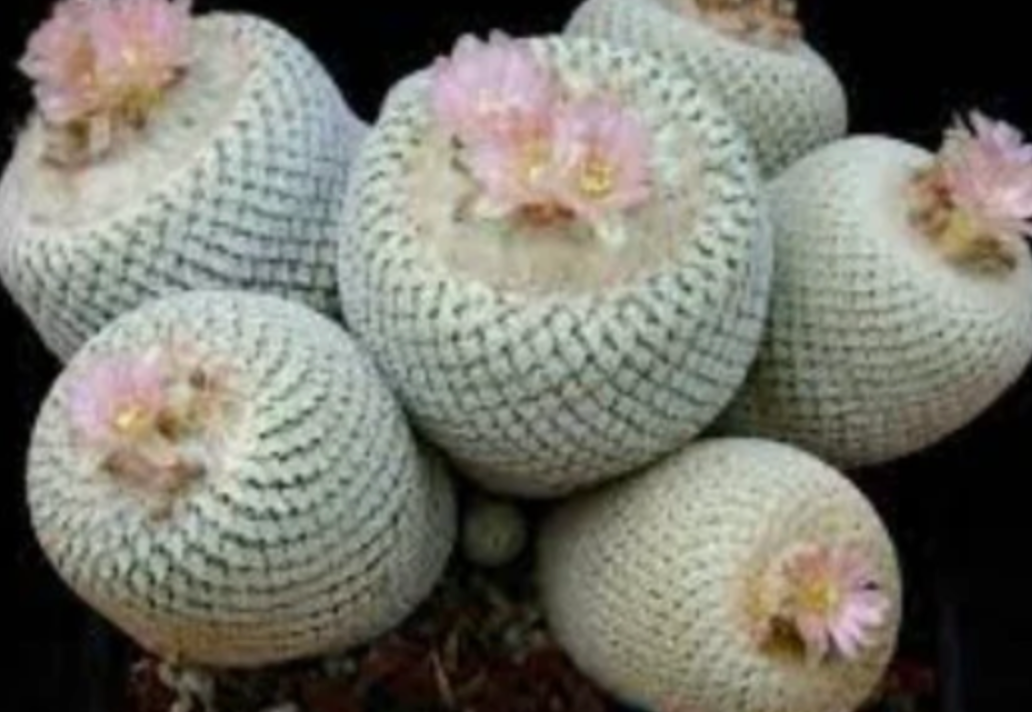 Epithelantha Bokei "Pingpong Ball" / over 3-4 yrs / 1.8-2.2cm