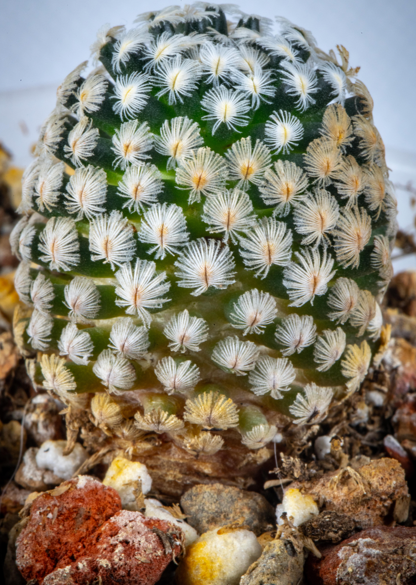 Rare Live Plant - Mammillaria Sanchez - Mejoradae / over 4-5 yrs / 1.7-2.2cm / RANDOMLY PICKED