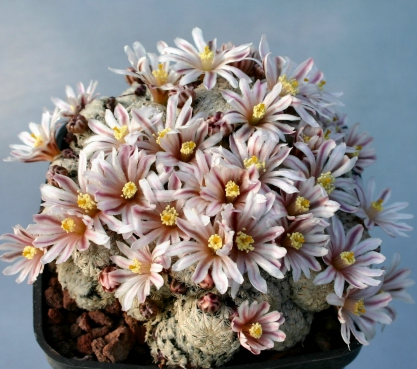 Rare Live Plant - Mammillaria Sanchez - Mejoradae / over 4-5 yrs / 1.7-2.2cm / RANDOMLY PICKED