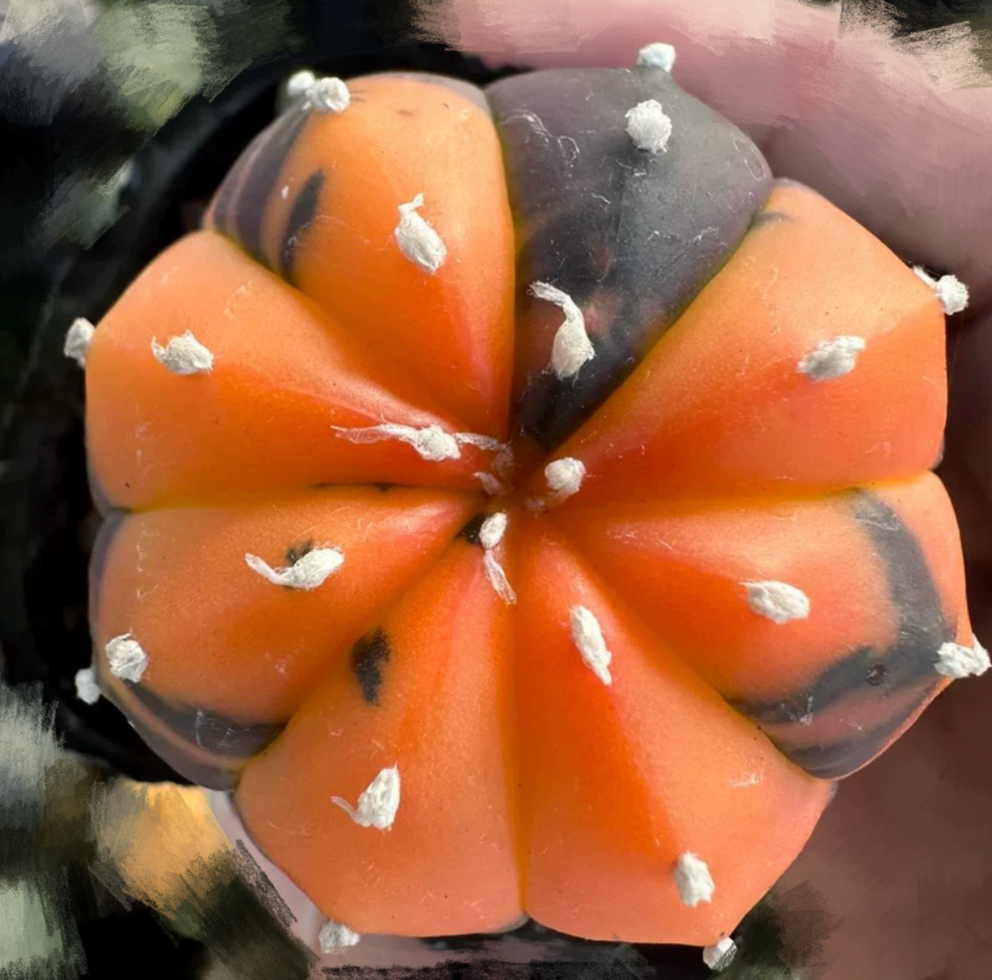 Real Live Plant - Astrophytum Asterias Hybrid Cactaceae / Large 3.5-4.8cm / Orange, Pink, Dark Green