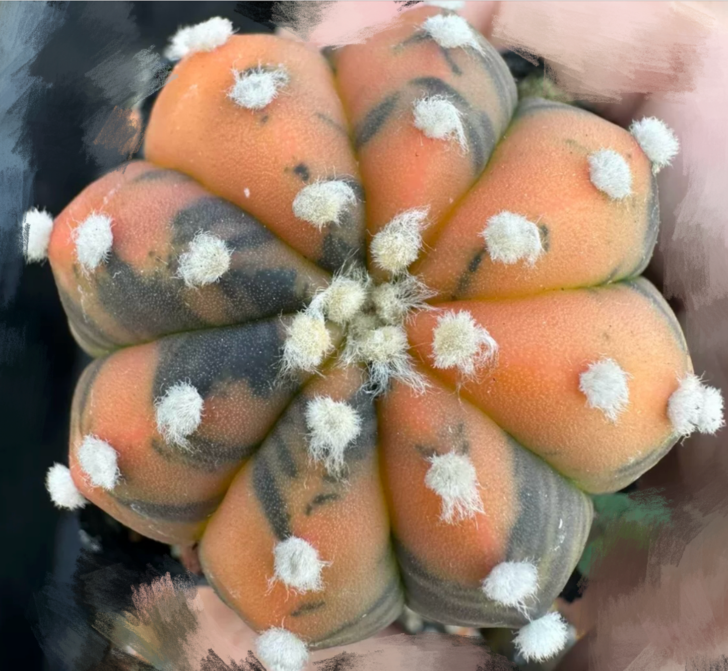 Real Live Plant - Astrophytum Asterias Hybrid Cactaceae / Large 3.5-4.8cm / Orange, Pink, Dark Green