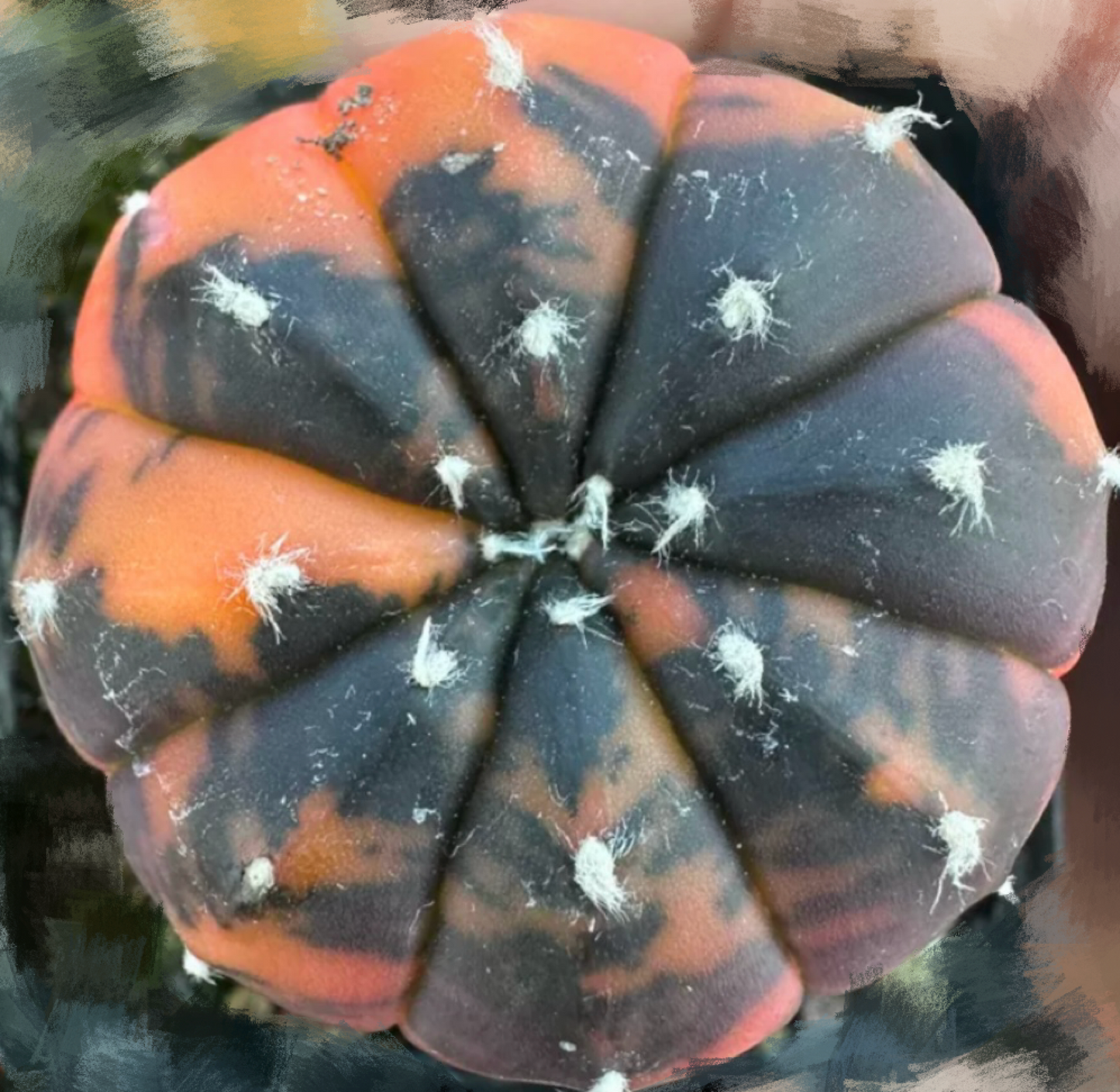 Real Live Plant - Astrophytum Asterias Hybrid Cactaceae / Large 3.5-4.8cm / Orange, Pink, Dark Green