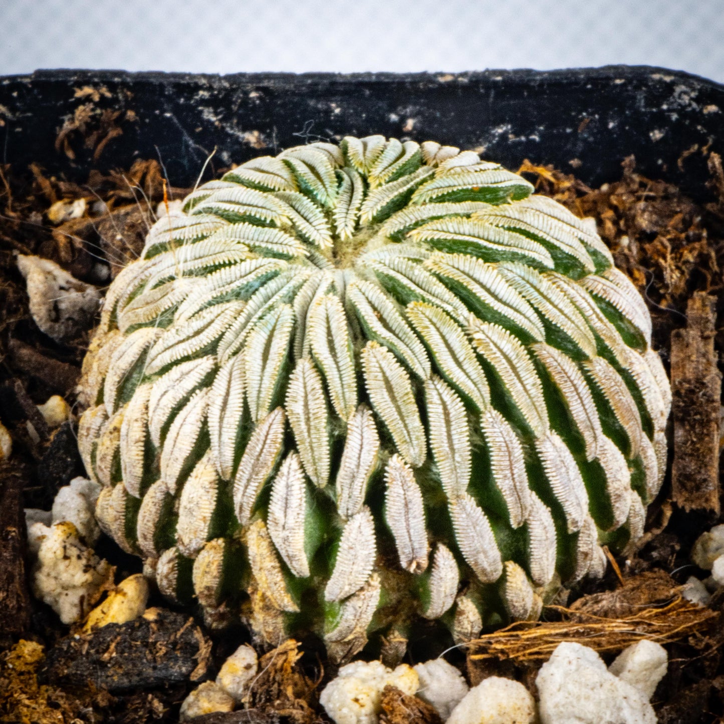 Pelecyphora Aselliformis / 0ver 3-6 yrs / 0.3-2.7cm / RANDOMLY PICKED