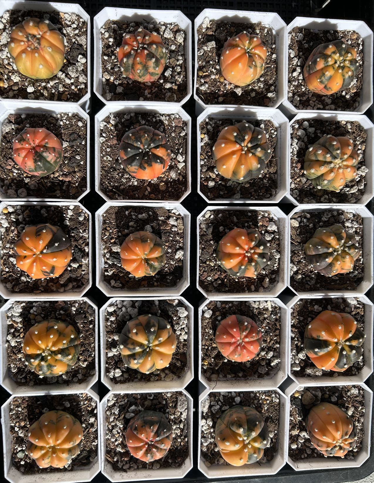 Real Live Plant - Astrophytum Asterias Hybrid Cactaceae / Large 3.5-4.8cm / Orange, Pink, Dark Green