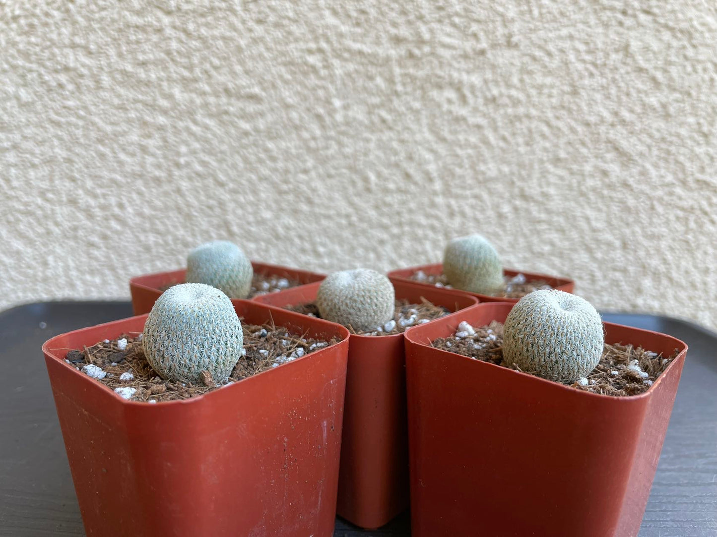 Epithelantha Bokei "Pingpong Ball" / over 3-4 yrs / 1.8-2.2cm