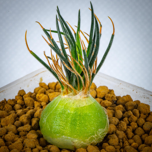 Bulb - Ornithogalum Sardienii - with leaves / Green / over 2-3 yrs / RANDOMLY PICKED