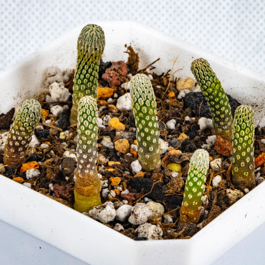 Pelecyphora Aselliformis / 0ver 3-6 yrs / 0.3-2.7cm / RANDOMLY PICKED