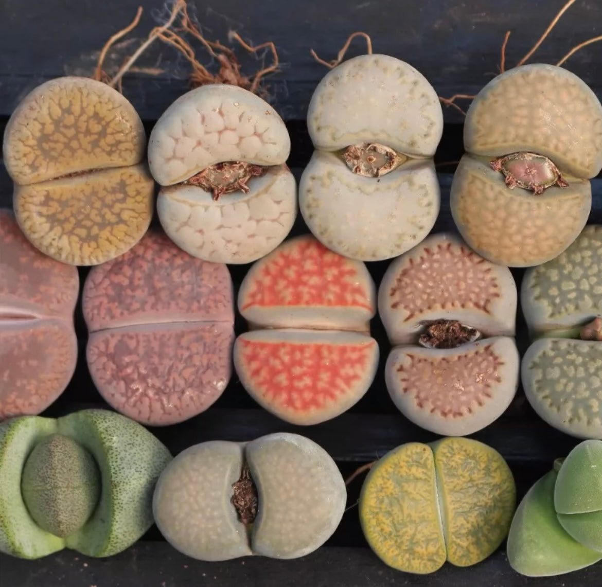 Lithop / over 5 yrs/ Large / 2.2-3.2cm / RANDOMLY PICKED