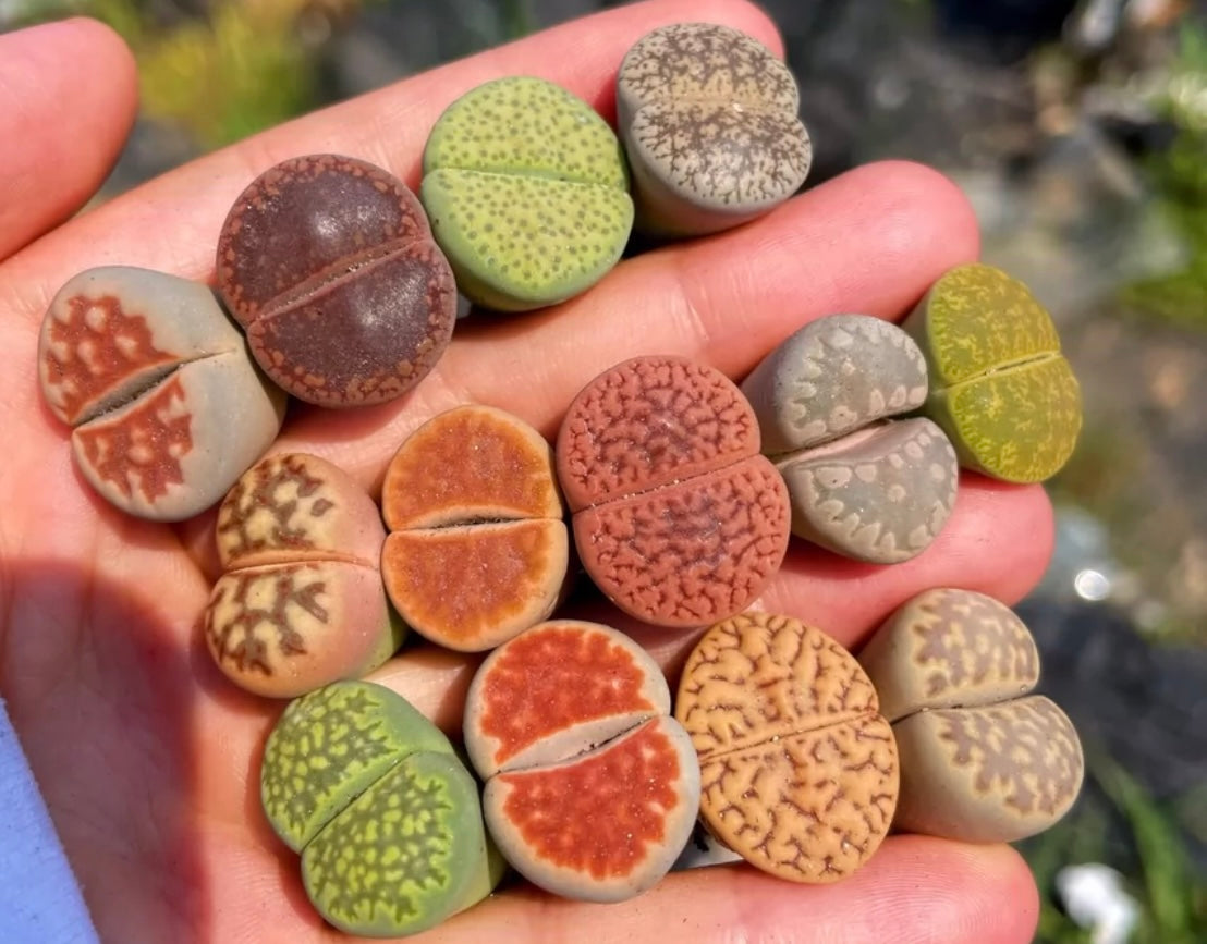 Lithop / over 5 yrs/ Large / 2.2-3.2cm / RANDOMLY PICKED
