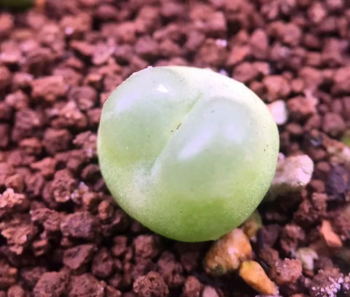 Conophytum Ratum SH1200 / over 4-5 yrs / 1 - 1.5 cm / RANDOMLY PICKED