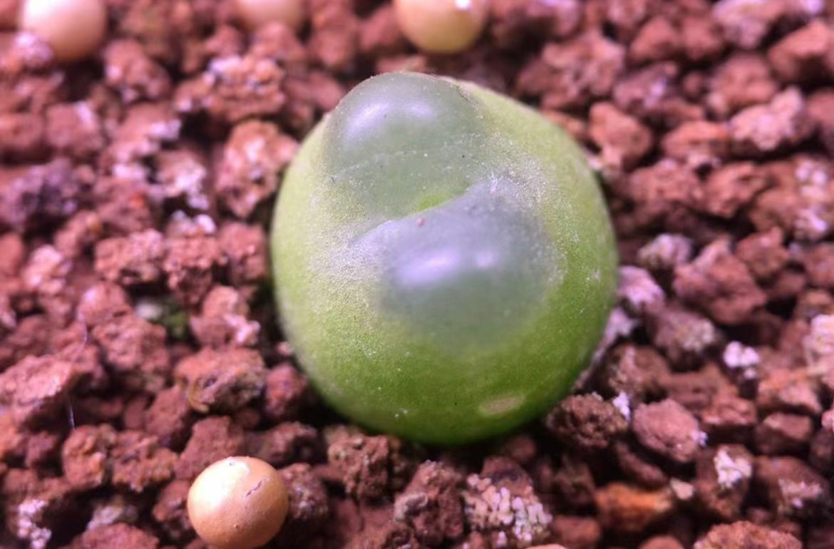 Conophytum Ratum SH1200 / over 4-5 yrs / 1 - 1.5 cm / RANDOMLY PICKED