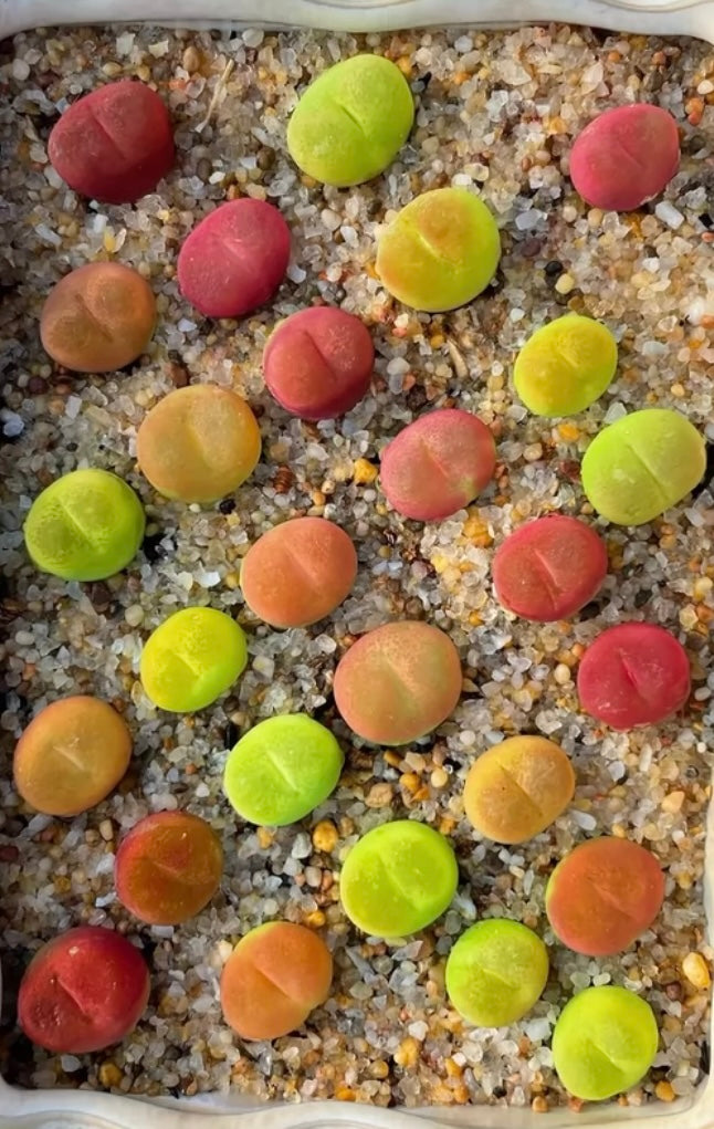 Conophytum Maughanii /over 4-5 yrs/ 1.3 - 2.1cm / RANDOMLY PICKED
