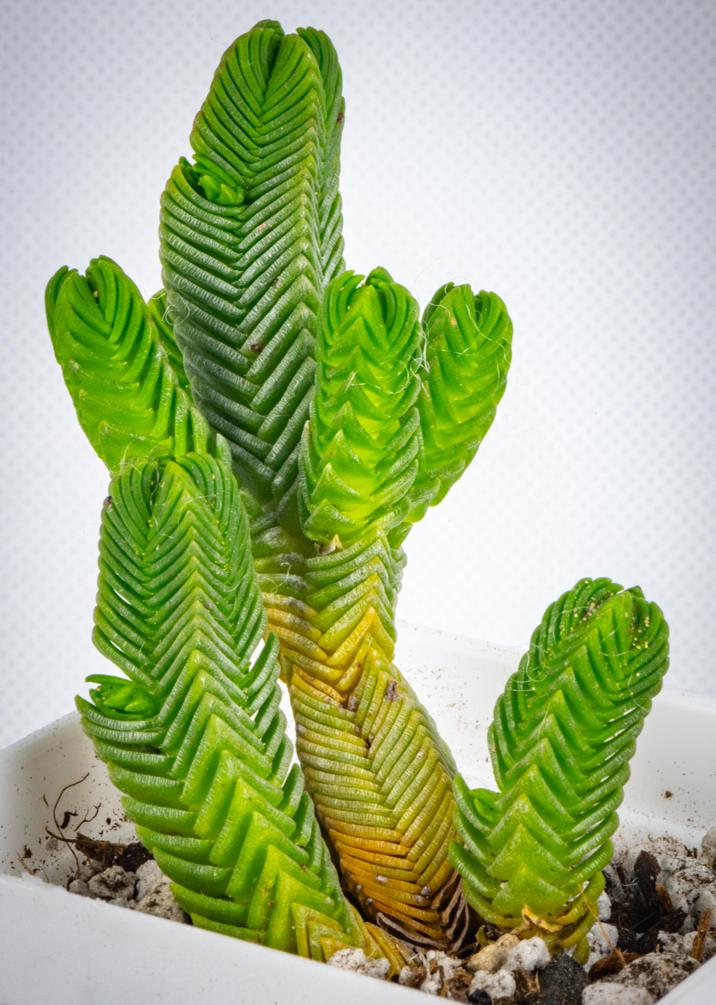 Crassula Quadrangularis / over 2-3 yrs / 4.6-8cm / RANDOMLY PICKED