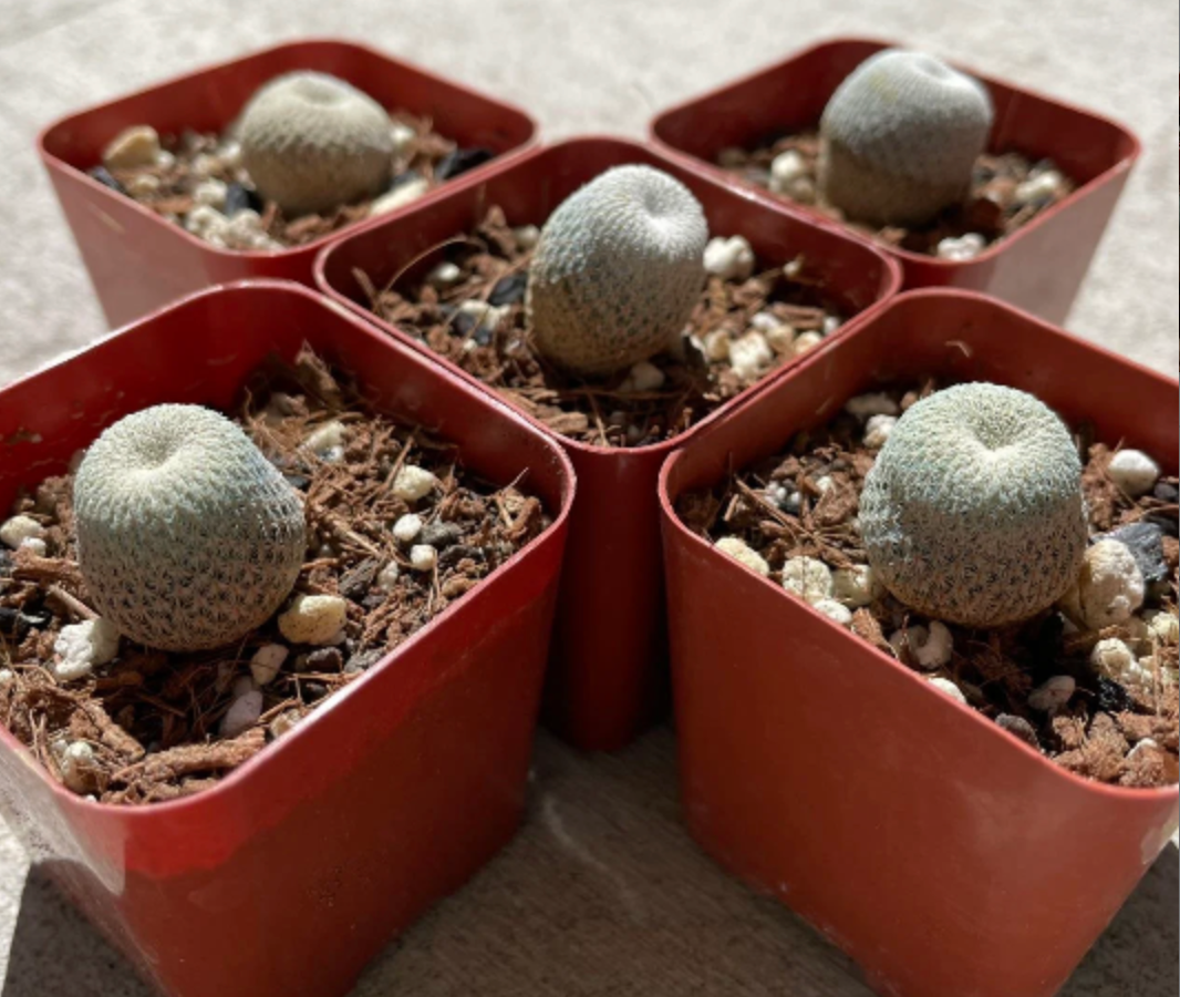Epithelantha Bokei "Pingpong Ball" / over 3-4 yrs / 1.8-2.2cm
