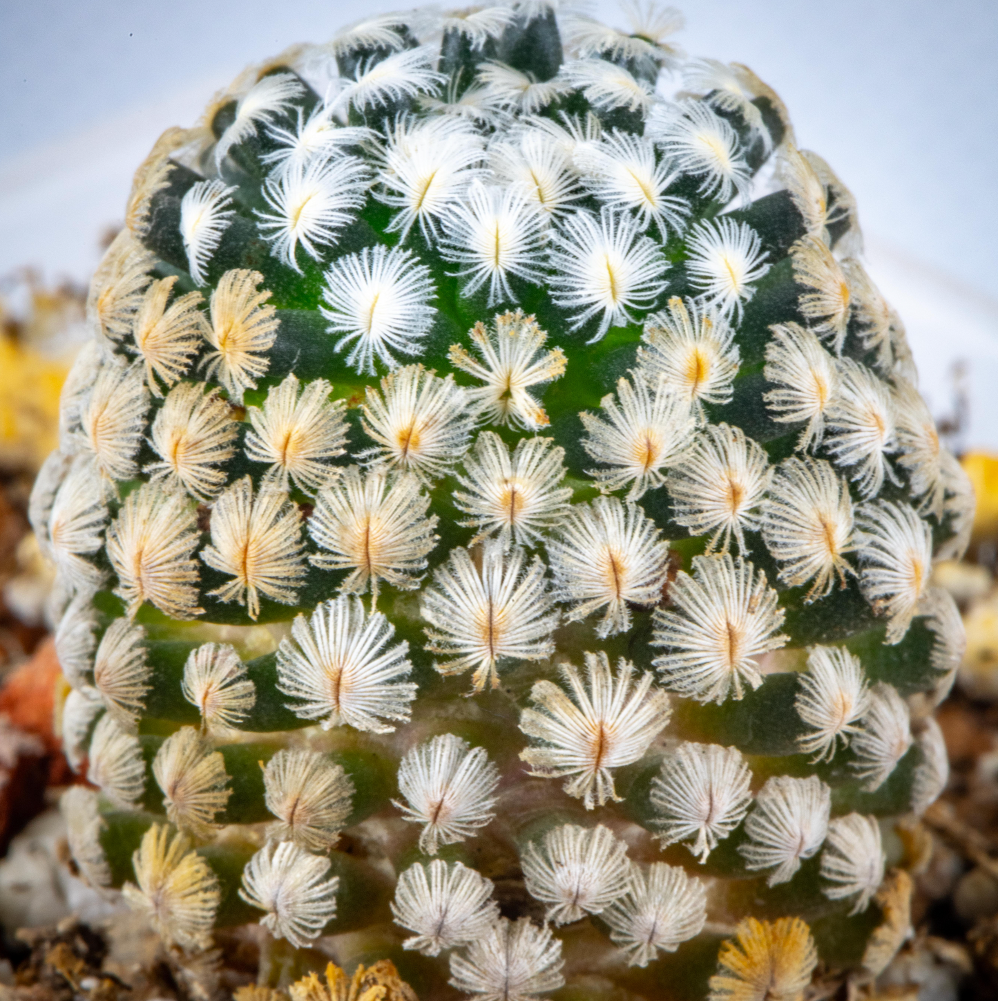 Rare Live Plant - Mammillaria Sanchez - Mejoradae / over 4-5 yrs / 1.7-2.2cm / RANDOMLY PICKED