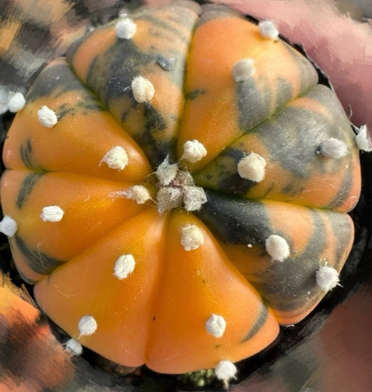 Real Live Plant - Astrophytum Asterias Hybrid Cactaceae / Large 3.5-4.8cm / Orange, Pink, Dark Green