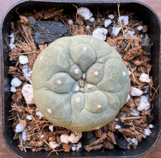 Lophophora Williamsii / Peyote / 2.8 -3.3cm / RANDOMLY PICKED